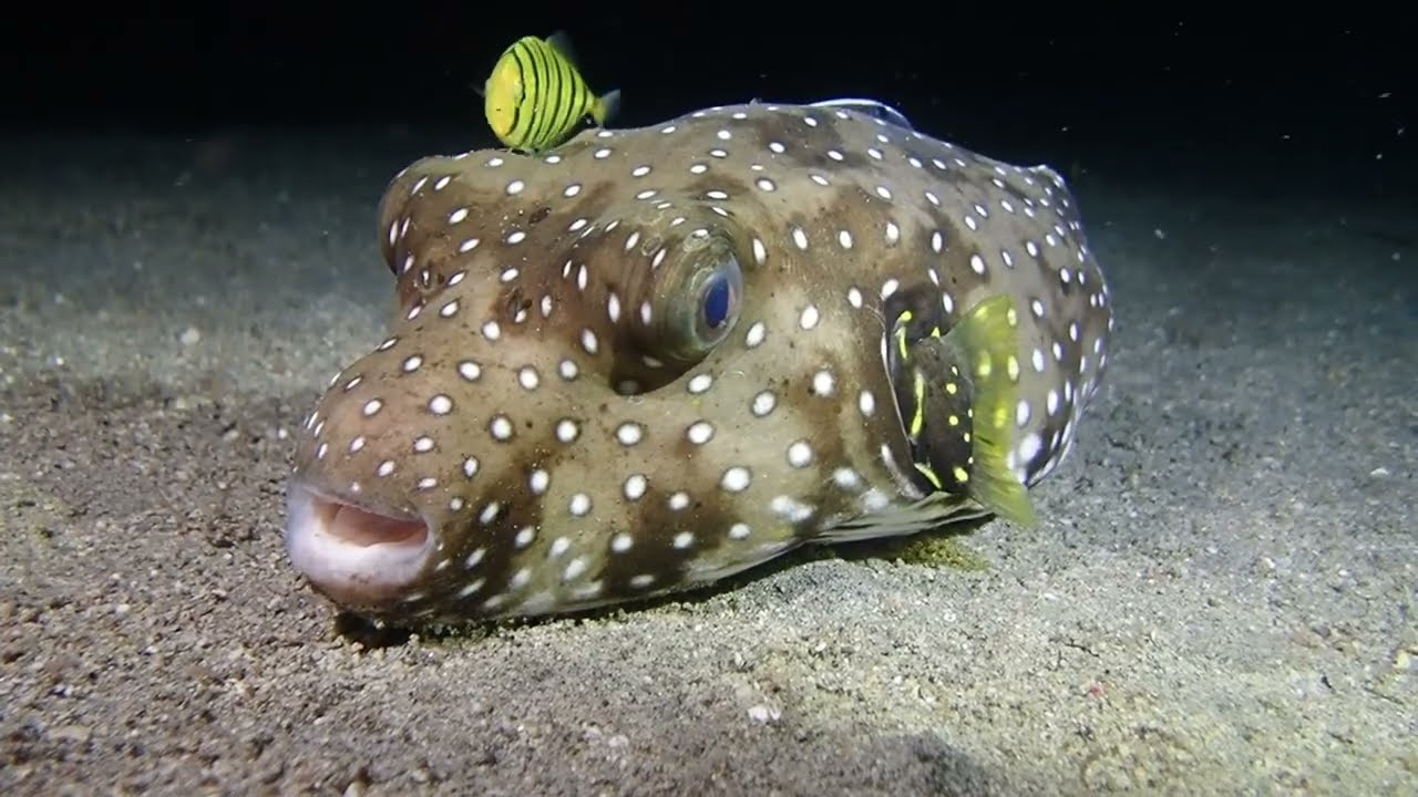 Pufferfish and Friends