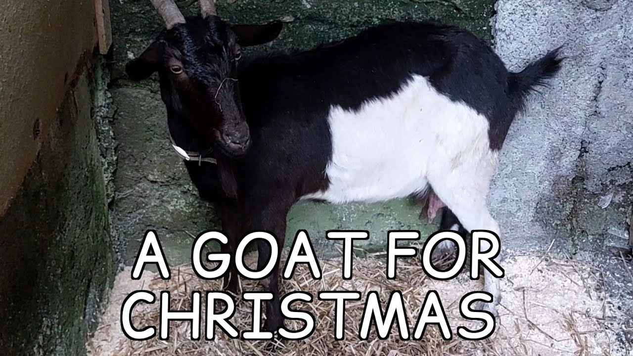 Ep 4. A New Arrival on the Smallholding.