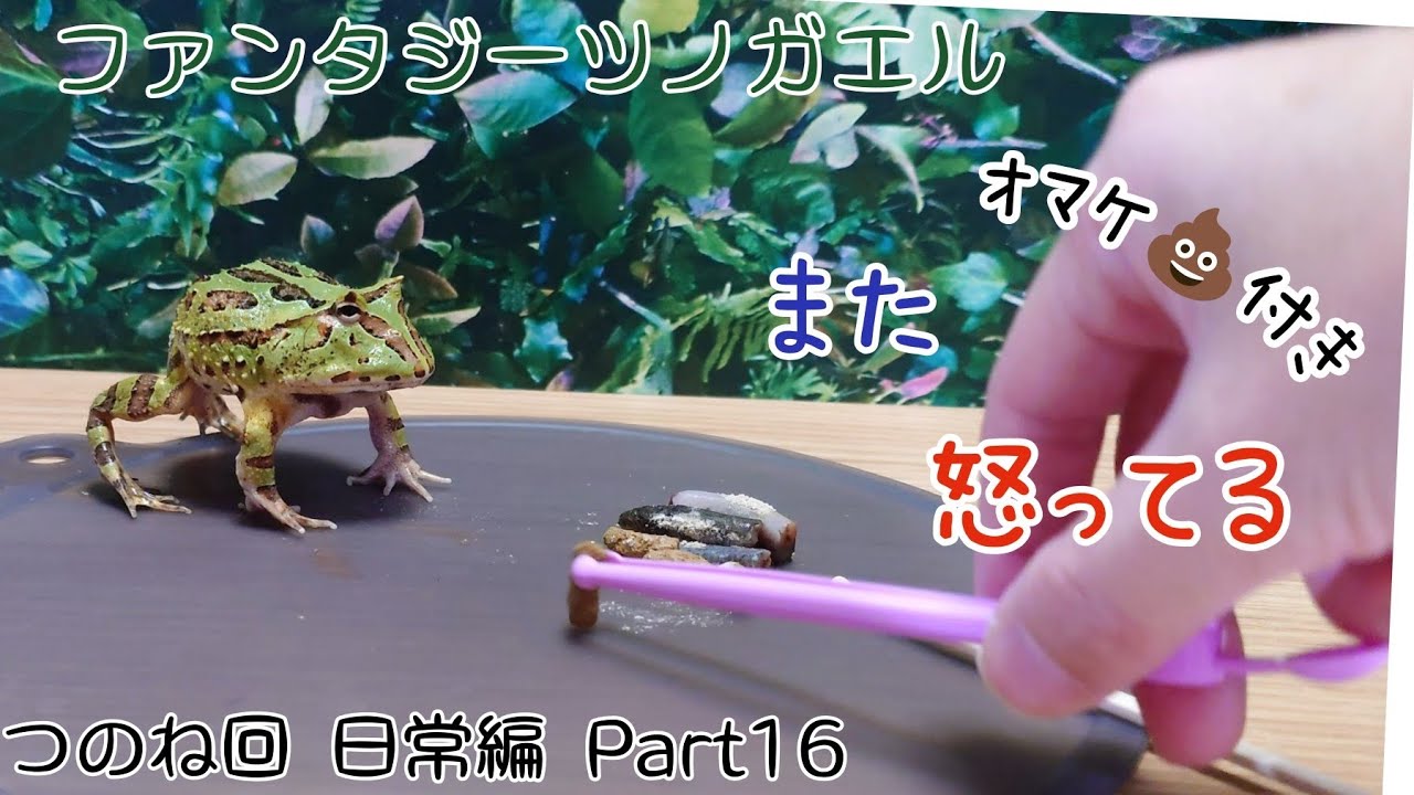 ファンタジーツノガエルのつのね　また怒ってる　日常編　Part16