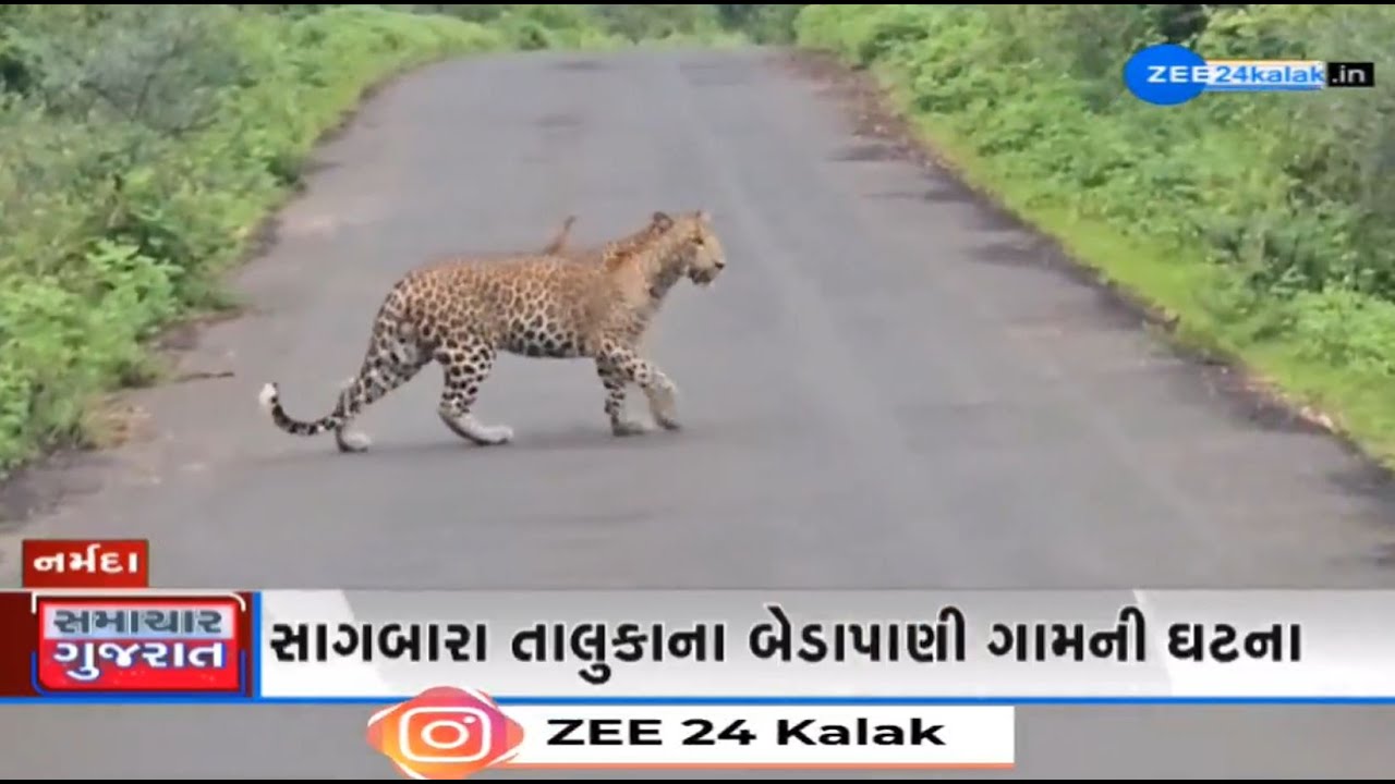 40-year-old woman injured after being attacked by leopard in Narmada's Sagbara's Bedapani village