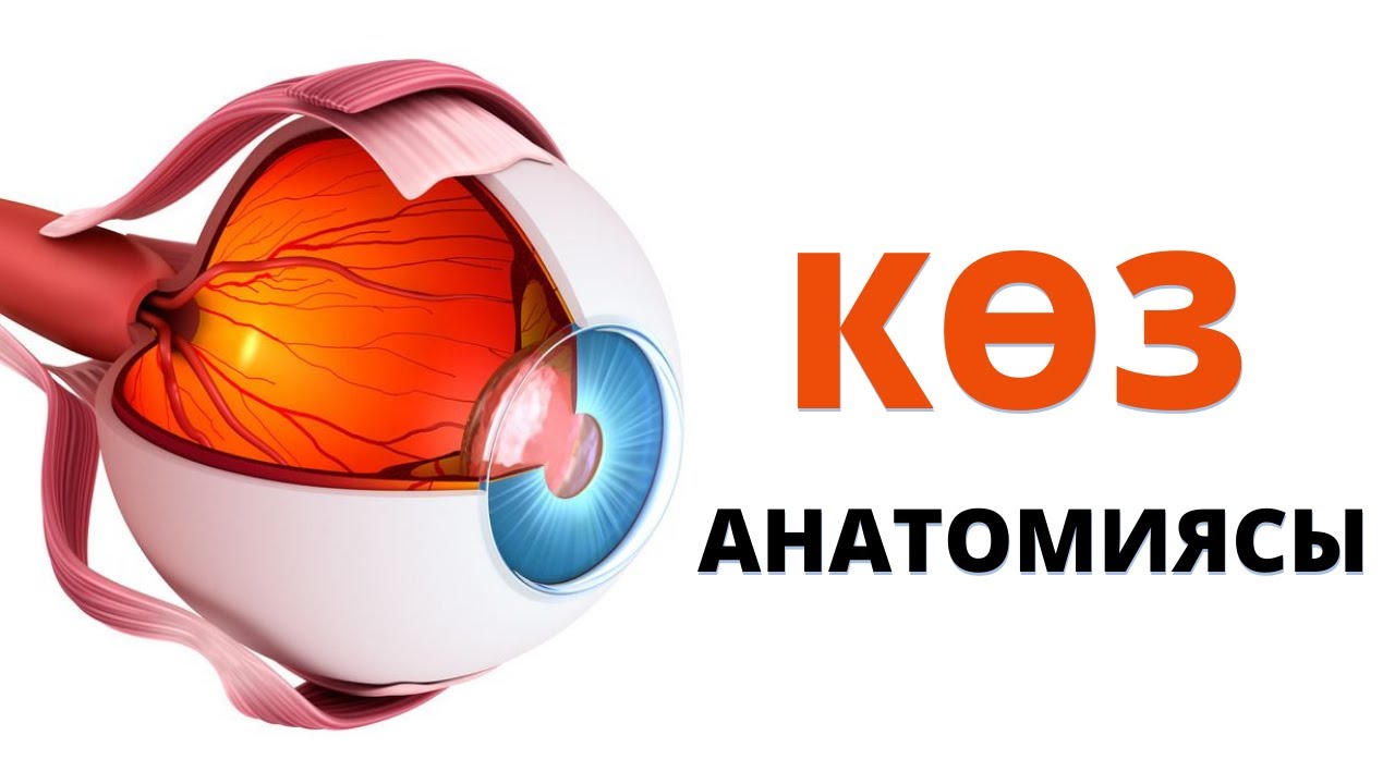 КӨЗ АНАТОМИЯСЫ | ҚҰРЫЛЫСЫ | ҚЫЗМЕТІ |