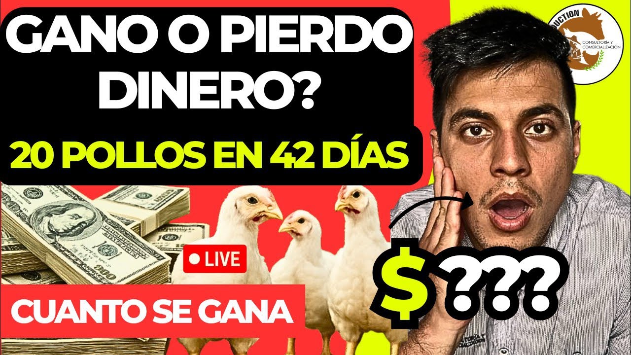 ¿CUÁNTO SE GANA Y SE GASTA CON 20 POLLOS DE ENGORDE EN 42 DÍAS? ¡TE LO DIGO SIN FILTROS! 🐔💰