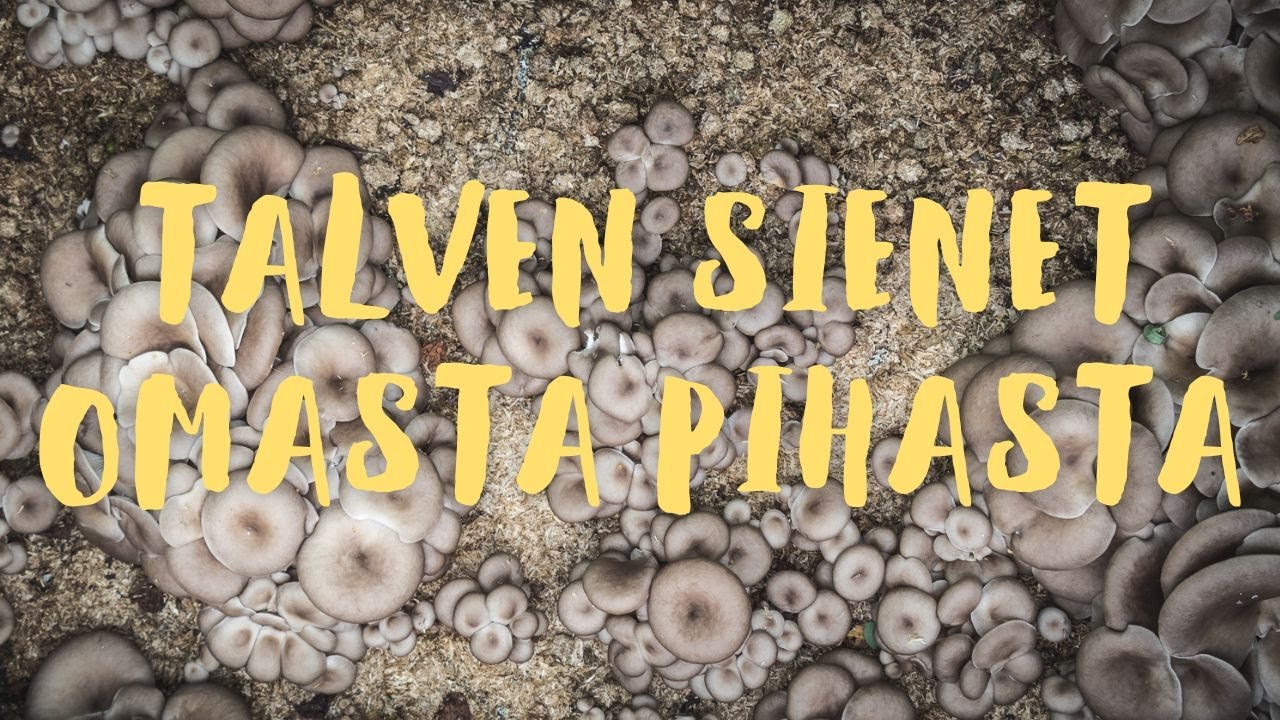 Sienipeti / Sienipenkki kotipihaan - Sienten kasvatus
