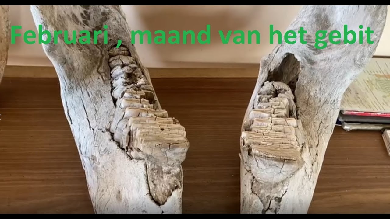februarie maand van het gebit