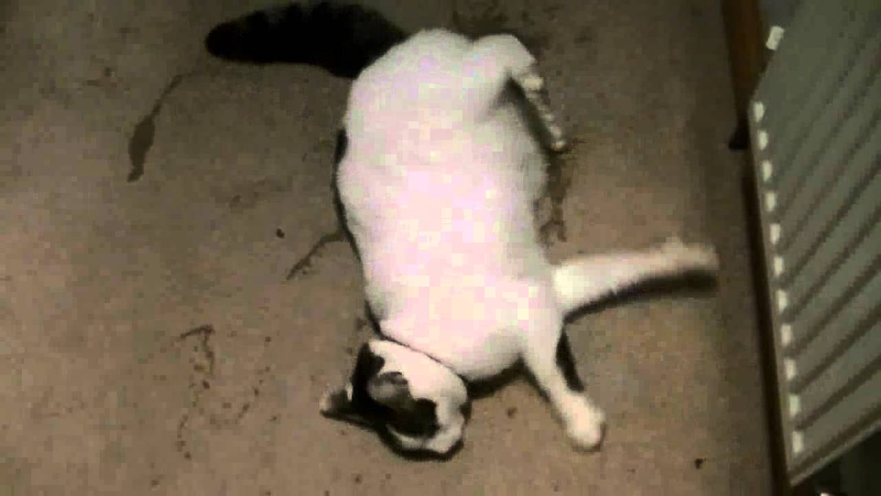 Cat having grand mal epileptic fit feline (epilepsy seizure)