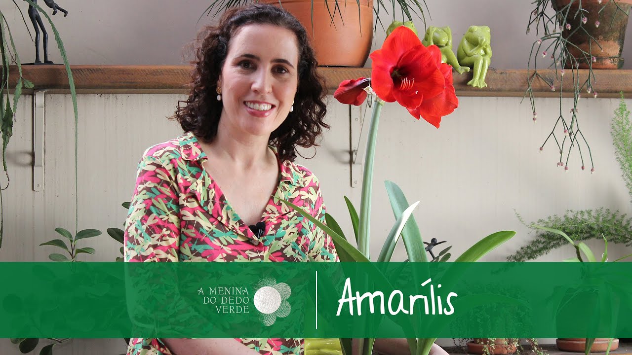 Como Cultivar Amarílis | Nô Figueiredo