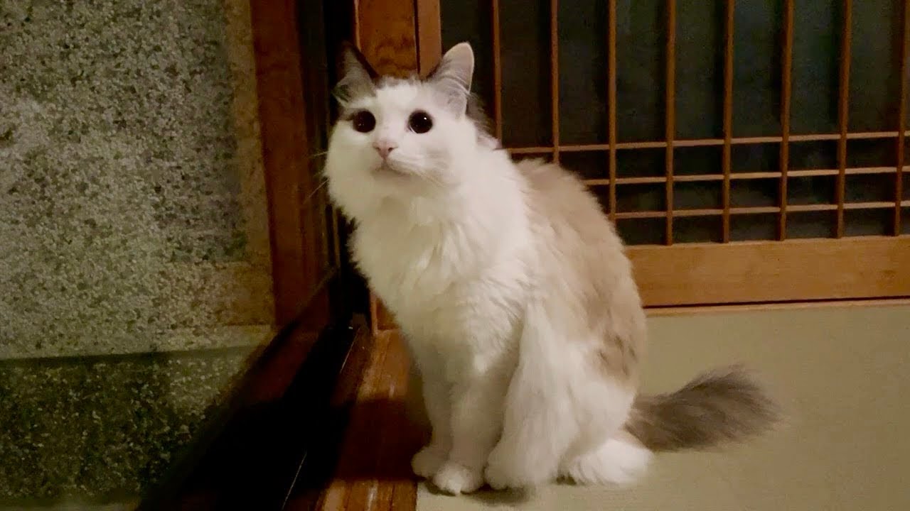 夜景を楽しめる美猫すーちゃん