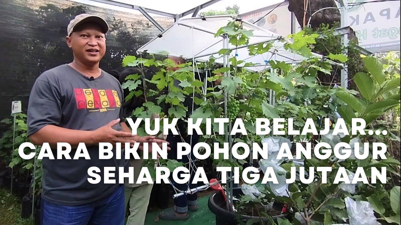 Pohon Anggur Di Pot Harga 3,5 Juta Rupiah? Ini Cara Bikin Rambatannya Supaya Estetik