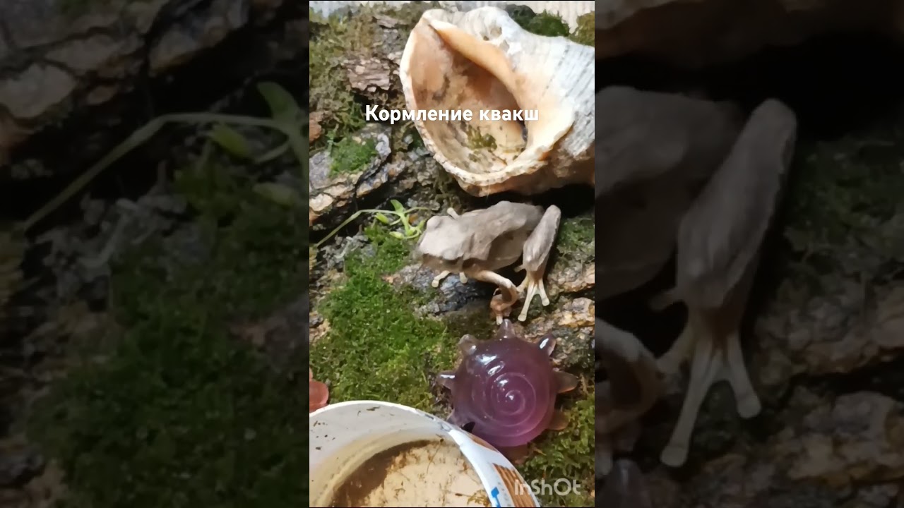 Квакши поедают маленьких богомолов 