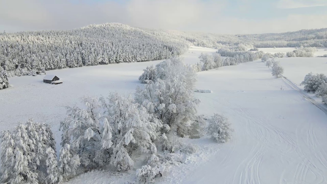 snowtrees
