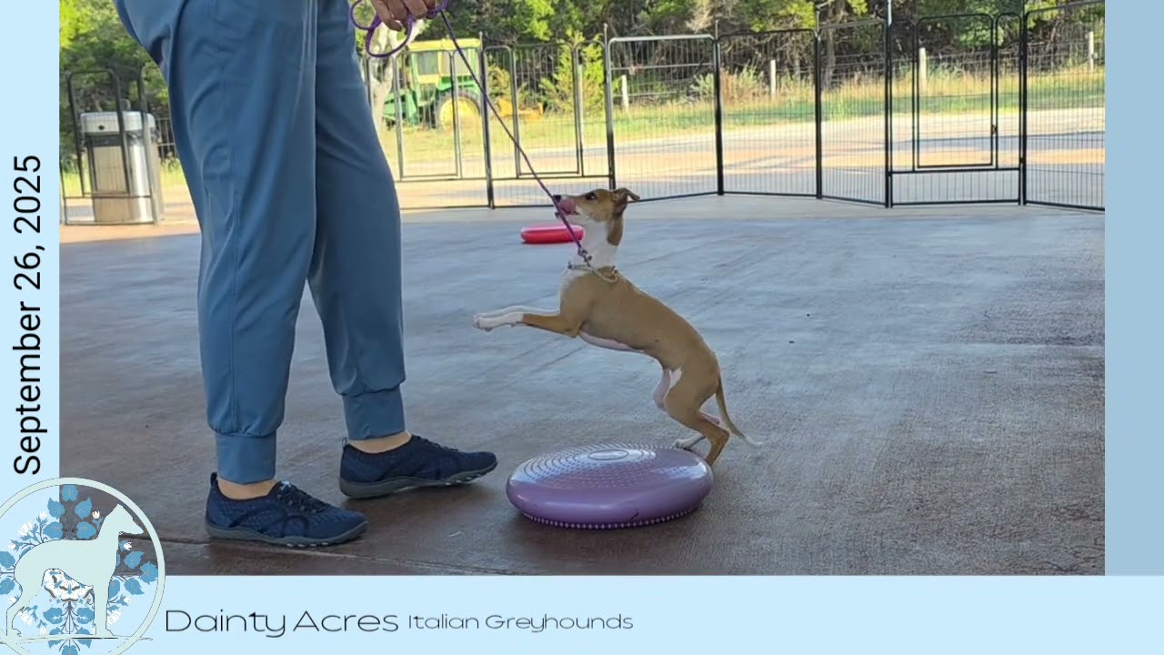092525 Celeste learning to be a Show dog