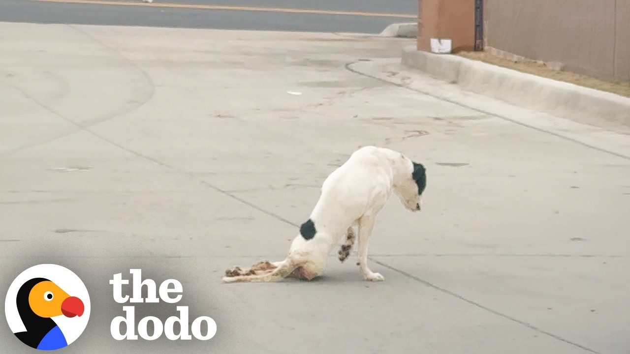 Женщина спасла двуногого питбуля на заправке и изменила свою жизнь | The Dodo