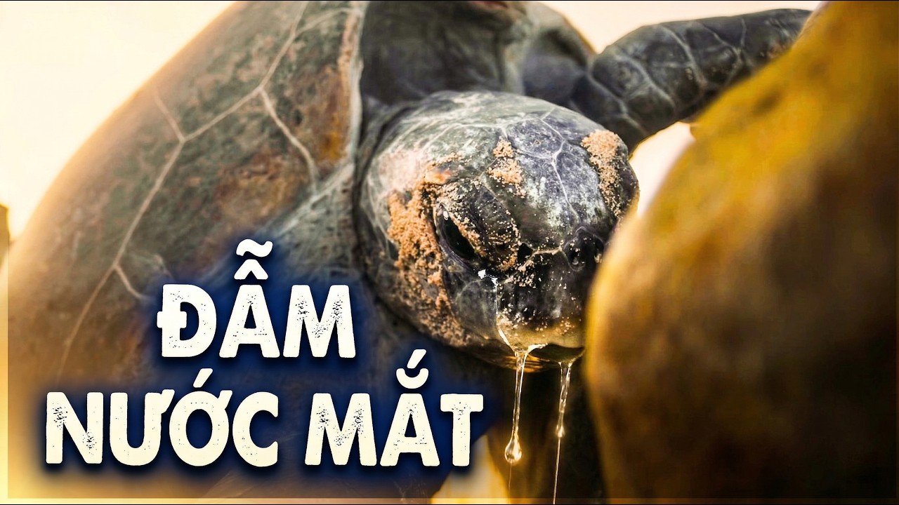 H&agrave;nh Tr&igrave;nh Sinh Tồn | R&ugrave;a Mẹ V&agrave; Sự Hy Sinh | Đẫm Nước Mắt