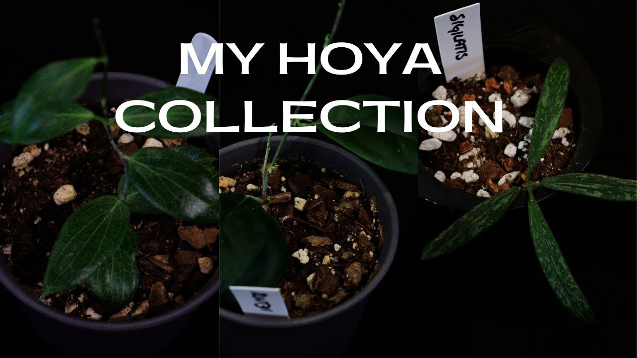Hoya Collection 2023 With Updates