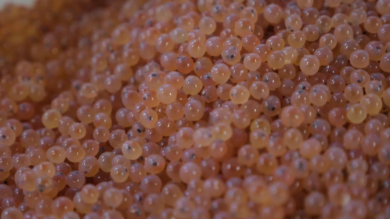 Reproduction ASSISTÉE de la Truite FARIO à l'ECLOSERIE Fédérale de l'Isère