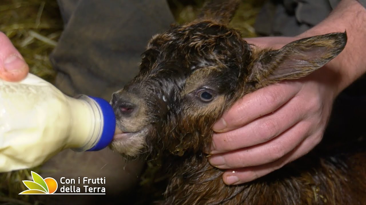 Sull'appennino bolognese in visita a un allevamento di capre camosciate delle Alpi