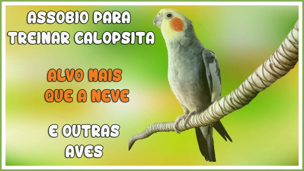 ASSOBIO CALOPSITA - ALVO MAIS QUE A NEVE - CANTOR CRISTÃO