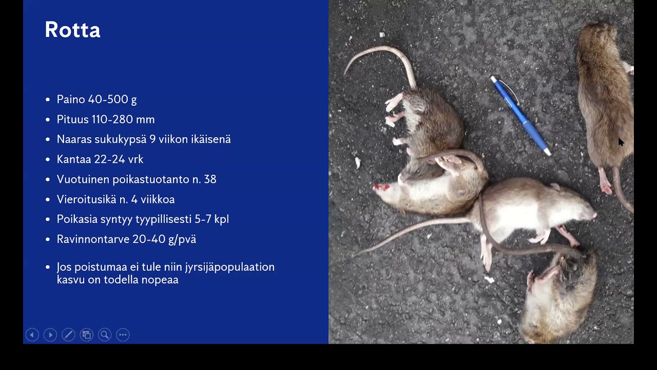 Rotat kuriin -webinaari, osa1