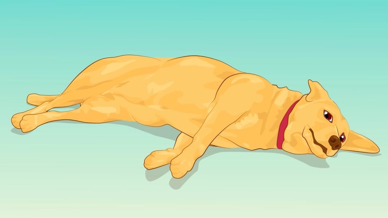 4 sintomas que podem custar a vida do seu cão.