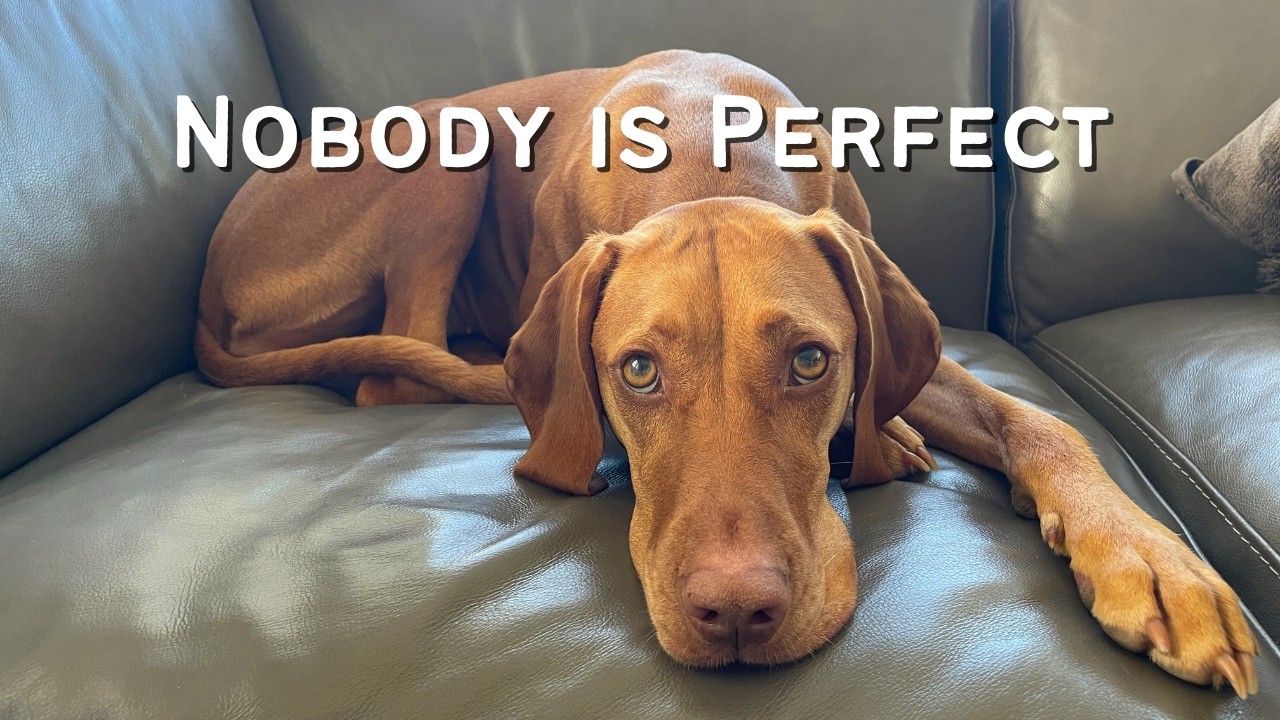 Nobody's Perfect.. Not Even Your Dog