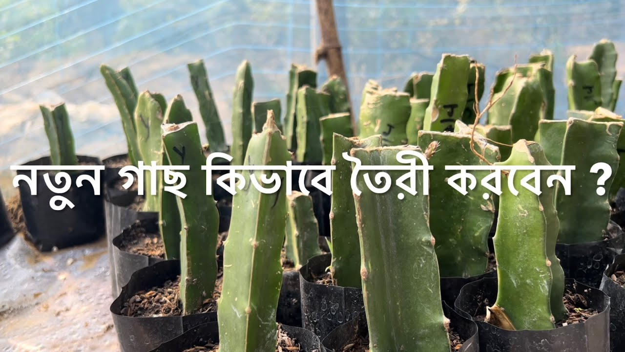 নতুন ড্রাগণ গাছ তৈরী ও লাগানোর পদ্ধতি । ॥ পবিত্র মাইতি ॥ 9932938565 ॥ খাকুড়দা ॥ পশ্চিম মেদিনীপুর