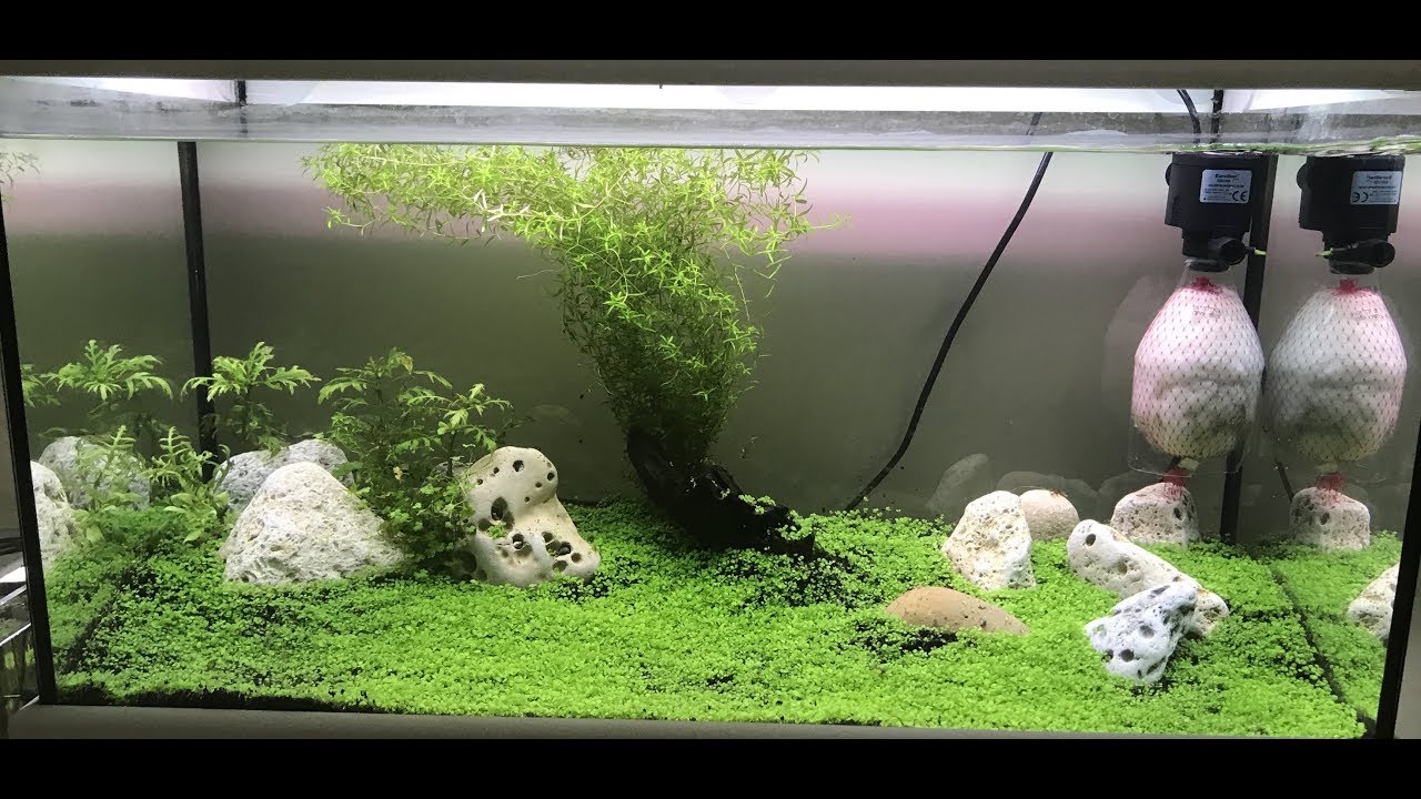 Akvaryum Bitkisi Tohumdan Çimlendirme (Carpet Seeds)