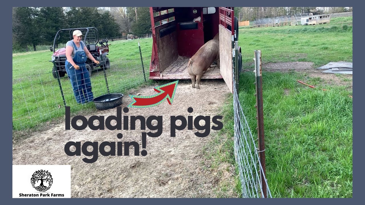 Loading Pastured Pigs Corral Set Up - Grow Your Own Food