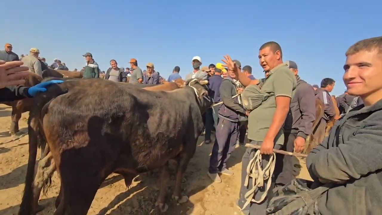 KATTA NAVVOSLAR NARXI QASHQADARYO CHIROQCHI CHORSHANBI BOZORIDA UTKIR UZ 