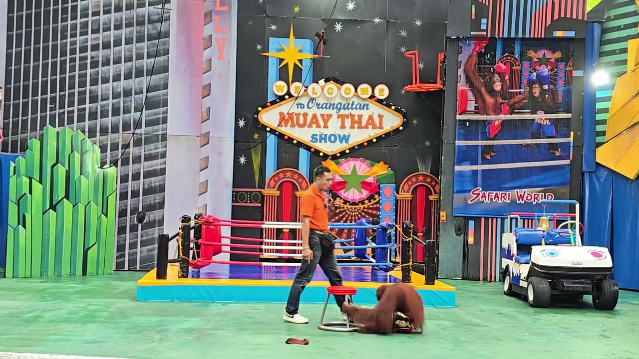 Orangutan Show Safari World Bangkok Thailand | World one and only Show 2025