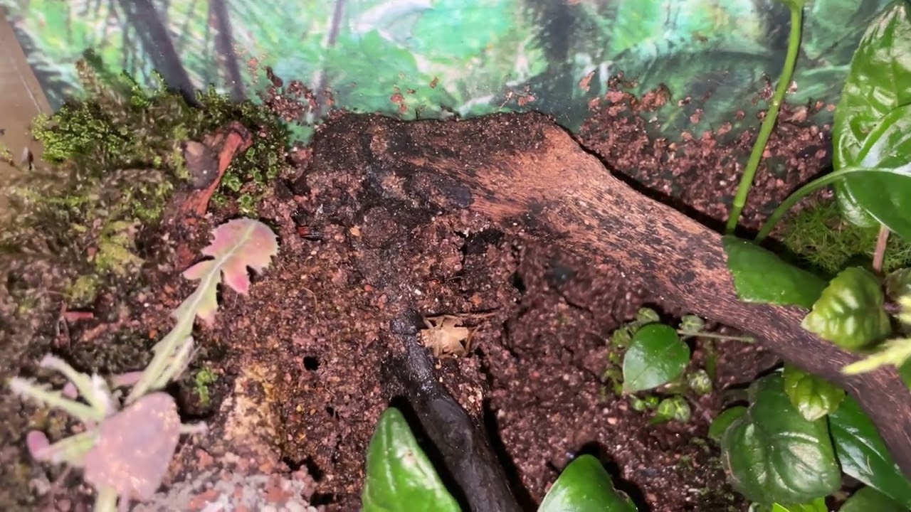 Présentation Odontomachus erythrocephalus🤩