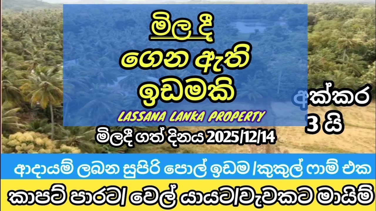 ආදායම් ලබන සුපිරි පොල් ඉඩමක්/කුකුල් පාම් එක ගන්න කෙනෙකුට බිස්නස් එකක් සමගම! LASSANA Lanka property 