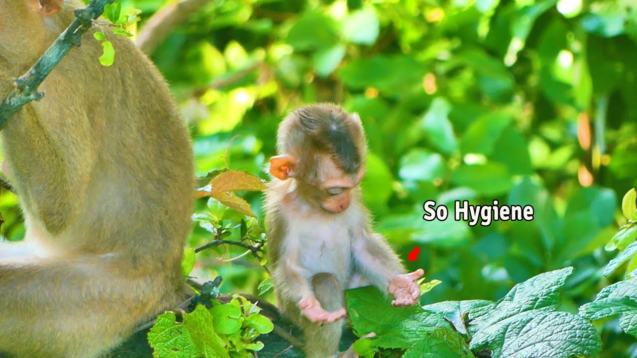 Admirable...Baby monkey Saro still checks his hands even though they are clean and not dirty.