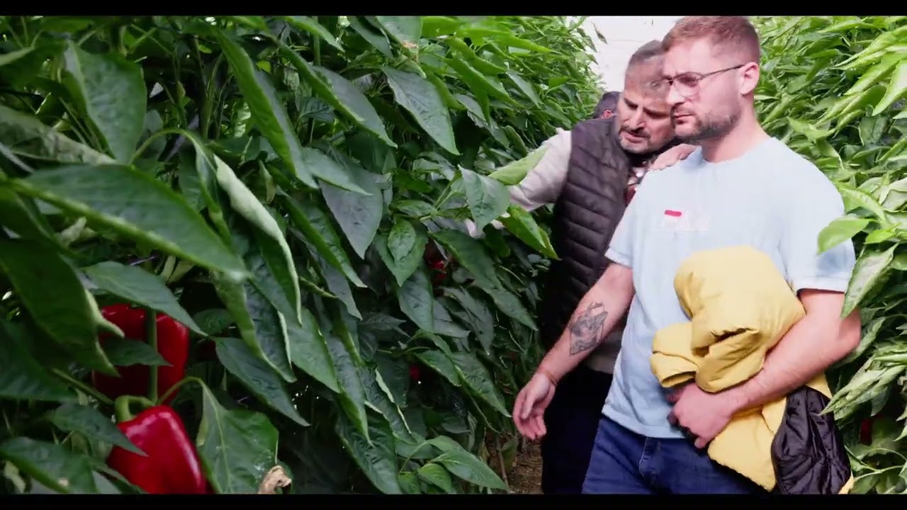 Agricultores almerienses conocen más a fondo Bernabel y Bonáyar, de Harmoniz Seed
