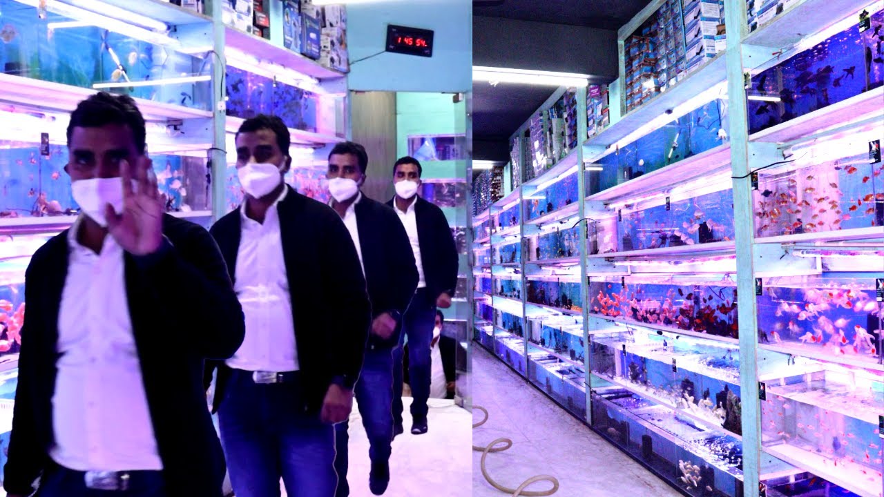 Biggest Wholesale Aquarium Shop in Delhi || Wholesale Fish Aquarium Shop in Delhi