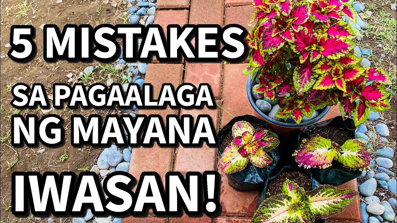 5 MISTAKES SA PAGAALAGA NG MAYANA NA PWEDE NATING MAIWASAN | Plant Care Tips for Beginners