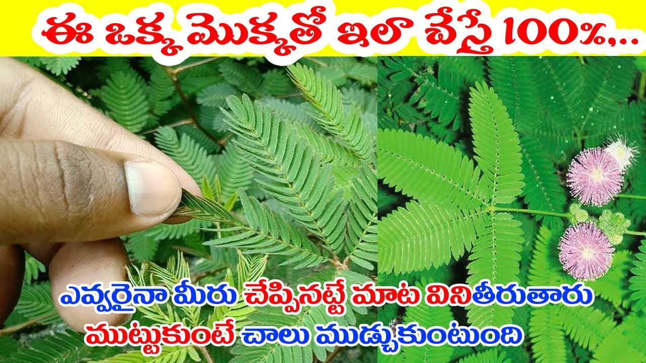 ముట్టుకుంటే ముడ్చుకొనే ఆకుతో ఎవ్వరినైనా మీ వశం చేసుకోవచ్చు ఈ మొక్క కనిపిస్తే అస్సలు వదలుకండి