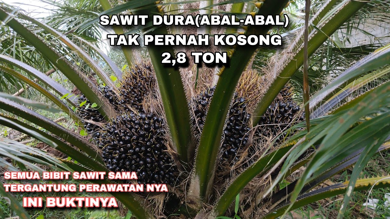 Sawit Dura Kantongan Usia 6 Tahun | Perawatan Maksimal Mampu Menghasilkan 2,8 Ton
