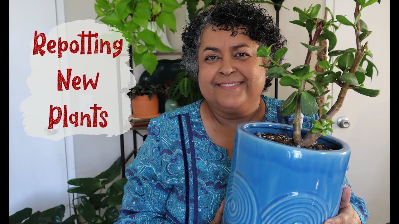 Repotting Peperomia Watermelon and Succulents