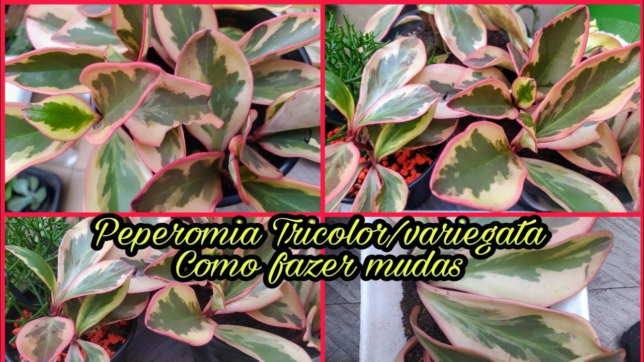 Peperômia Tricolor Variegata/Como Multiplicar Mudas, Dicas de Cultivo