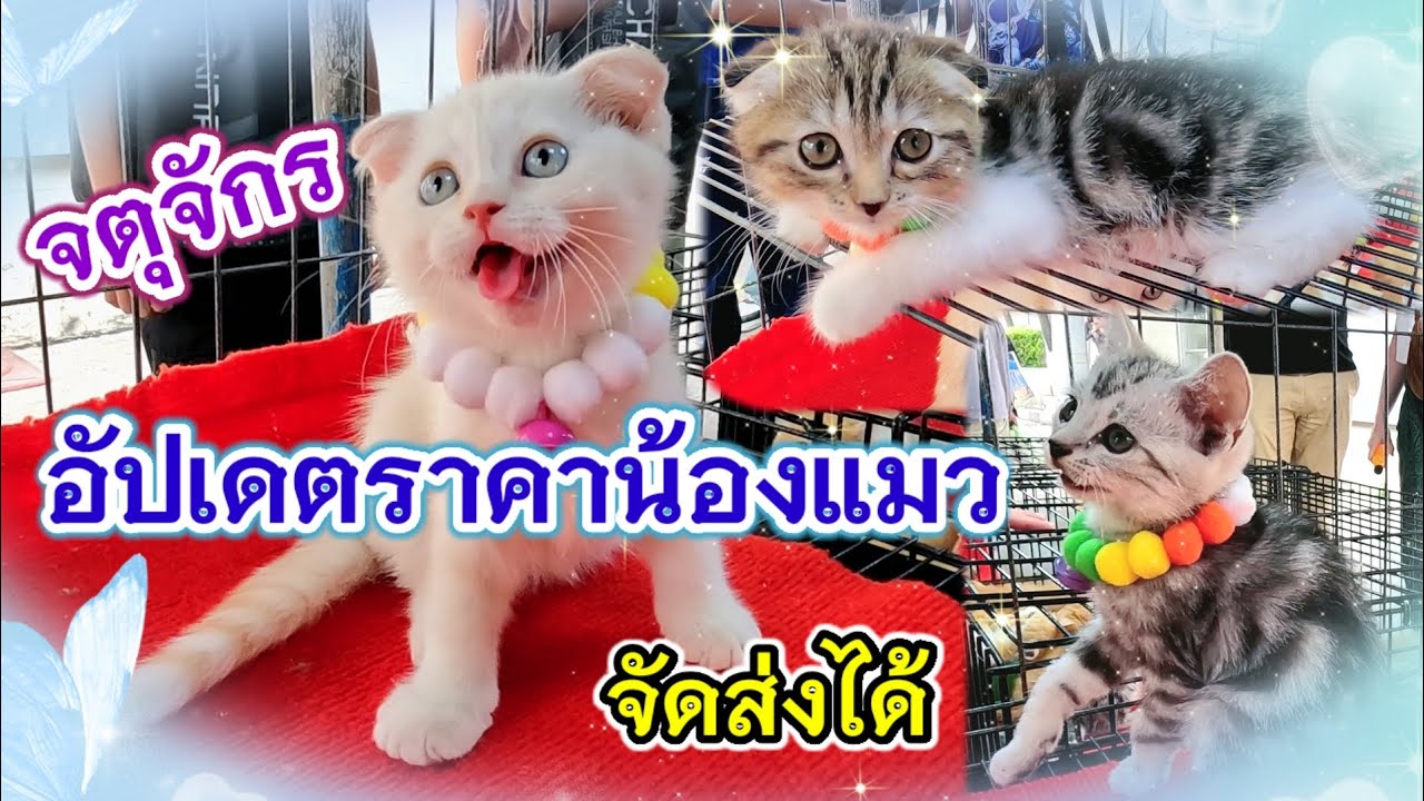 อัปเดตราคาแมว จตุจักร ร้านพี่เปิ้ล จัดส่งได้