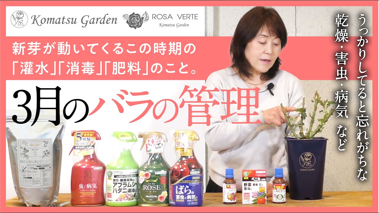 【バラの基本知識】3月のバラの管理