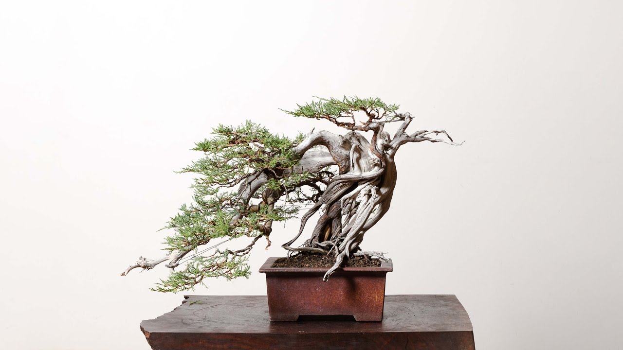 Bonsai Mirai Tree Sale Celebration