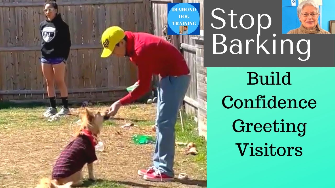 How To Train Your Dog To Stop Barking At Visitors/ Best Way To Approach People