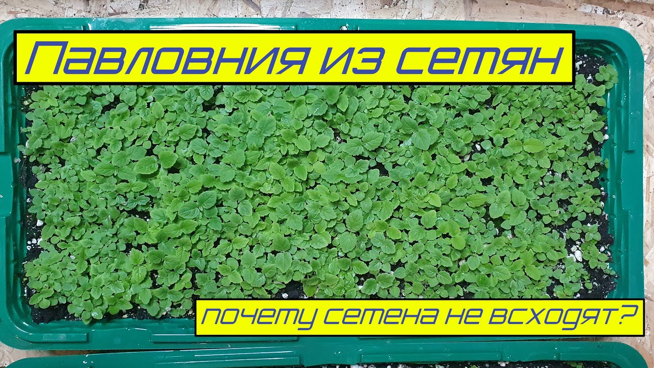 Павловния из семян. Почему не всходит и почему всходит.