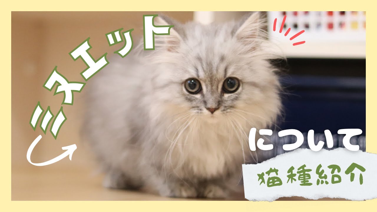 【短足&times;猫の王様】ミヌエットってどんな猫？性格から飼い方！相性がいい人まで！！