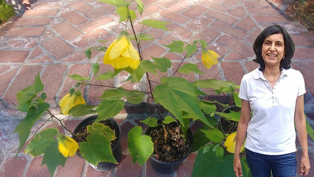 Propagating Chinese Lantern Flower from cuttings (with updates)