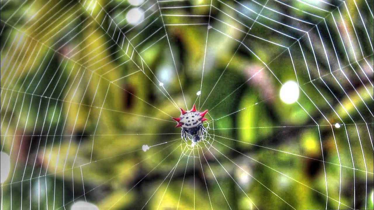 Spider Spinning Web Time Lapse