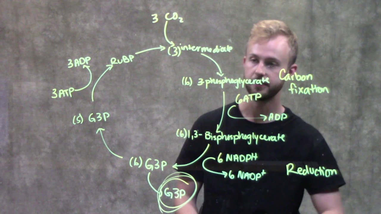 Calvin Cycle