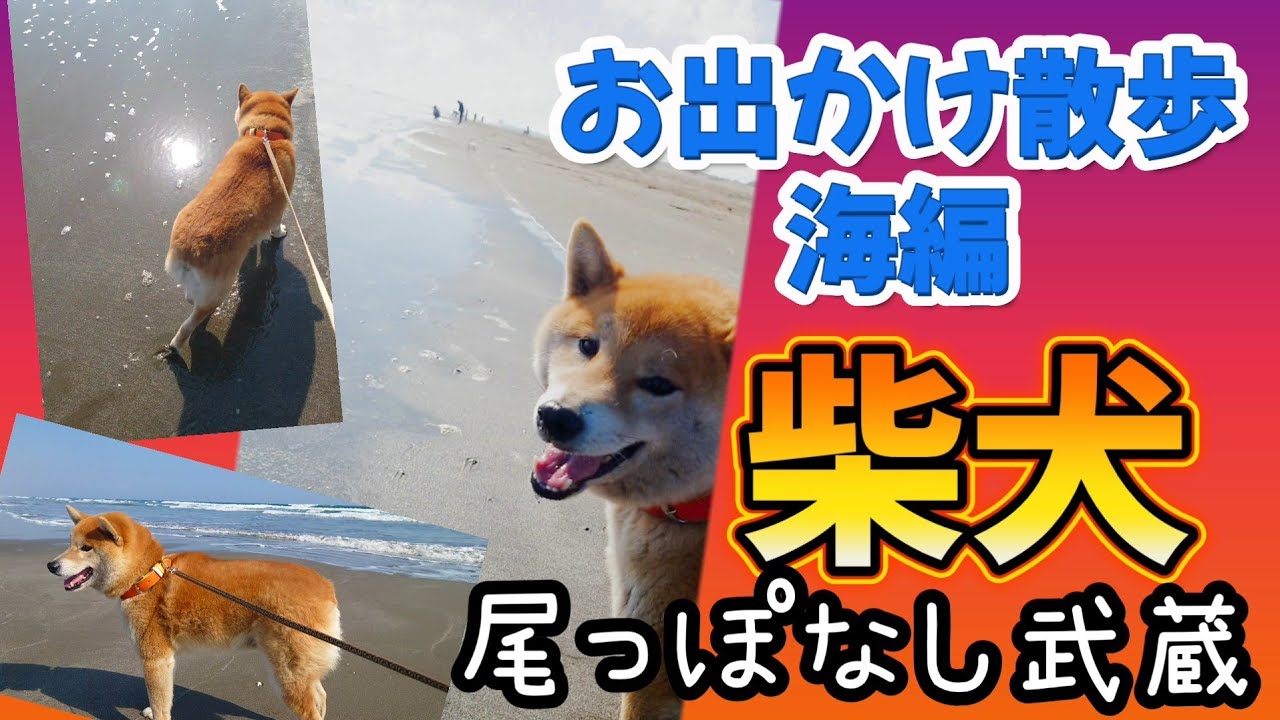 噛む柴犬 武蔵と お出かけ散歩【海編】#九十九里浜 #本須賀海岸