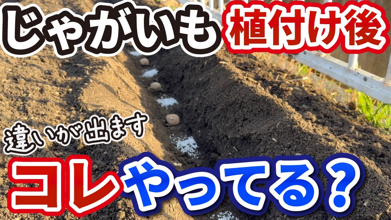 【じゃがいも栽培】寒さ対策はもみ殻が最強！初心者でも簡単にできる3つのポイント